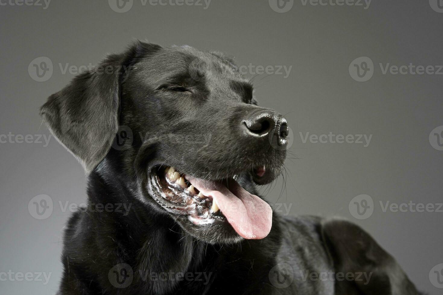 retrato de un adorable mezclado raza perro foto