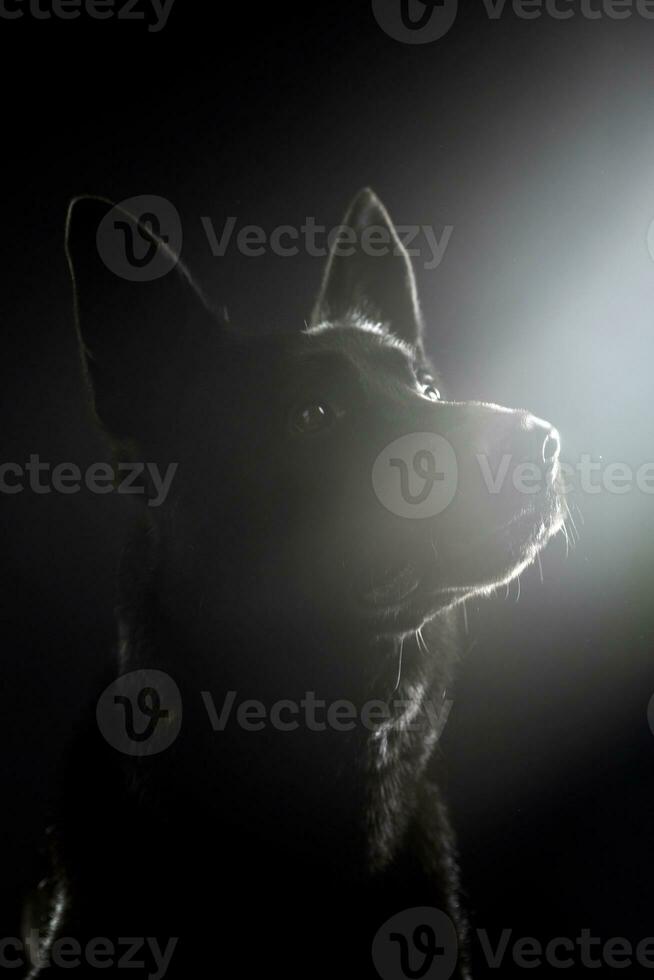 Black German shepherd watching in the dark studio photo