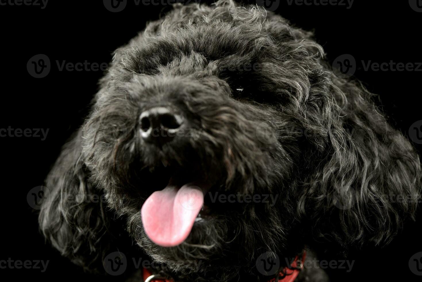 Portrait of an adorable lagotto photo