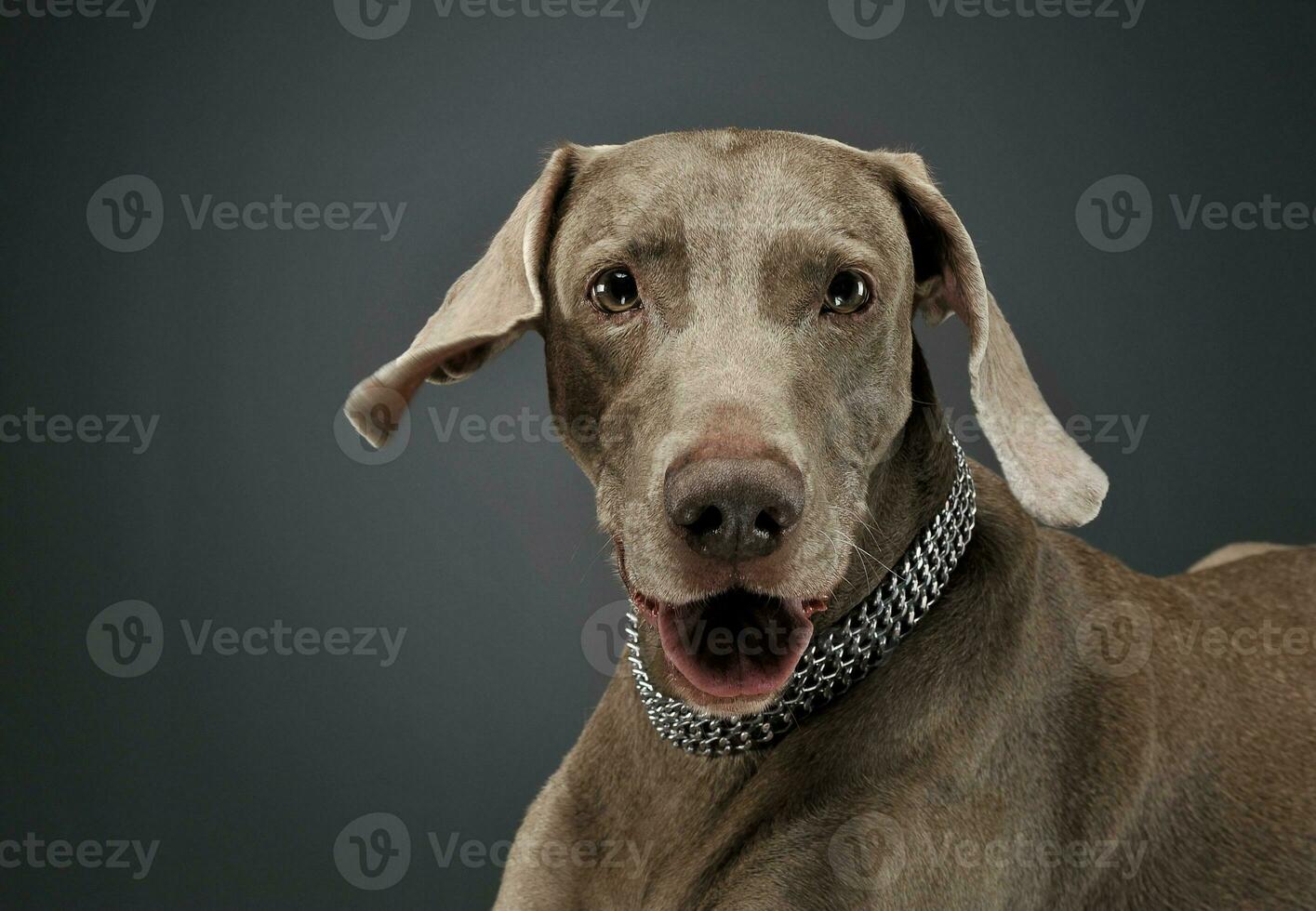 Portrait of an adorable Weimaraner dog looking curiously at the camera photo