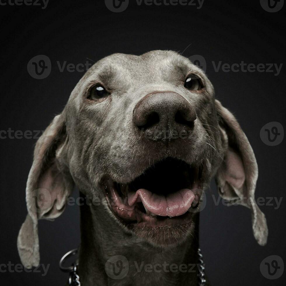 sweet Weimaraner portrait in a  photo studio