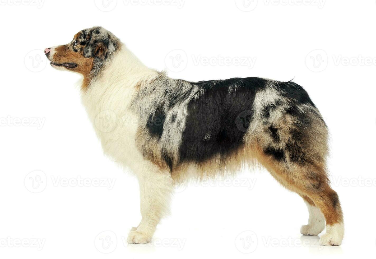 Australian shepherd standard in white studio photo