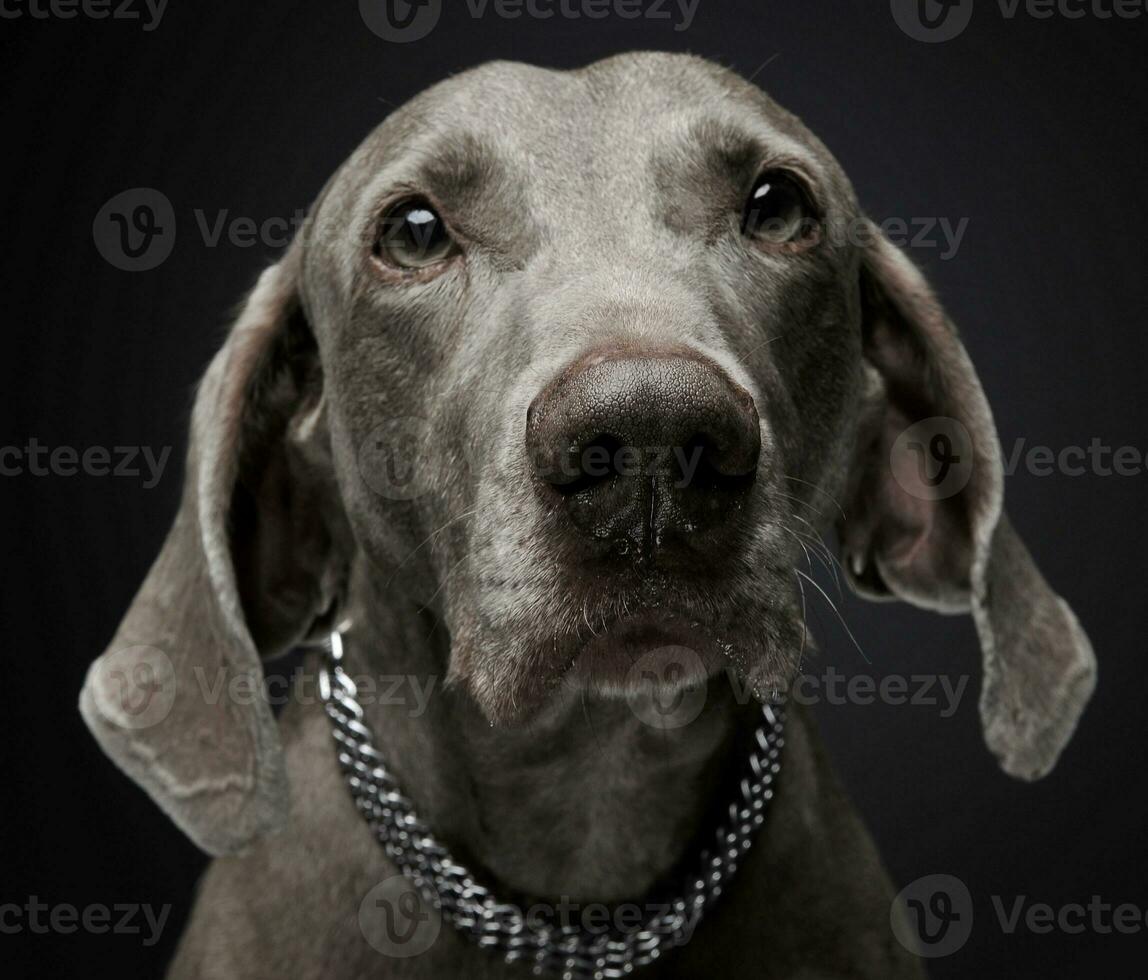 sweet Weimaraner portrait in a  photo studio