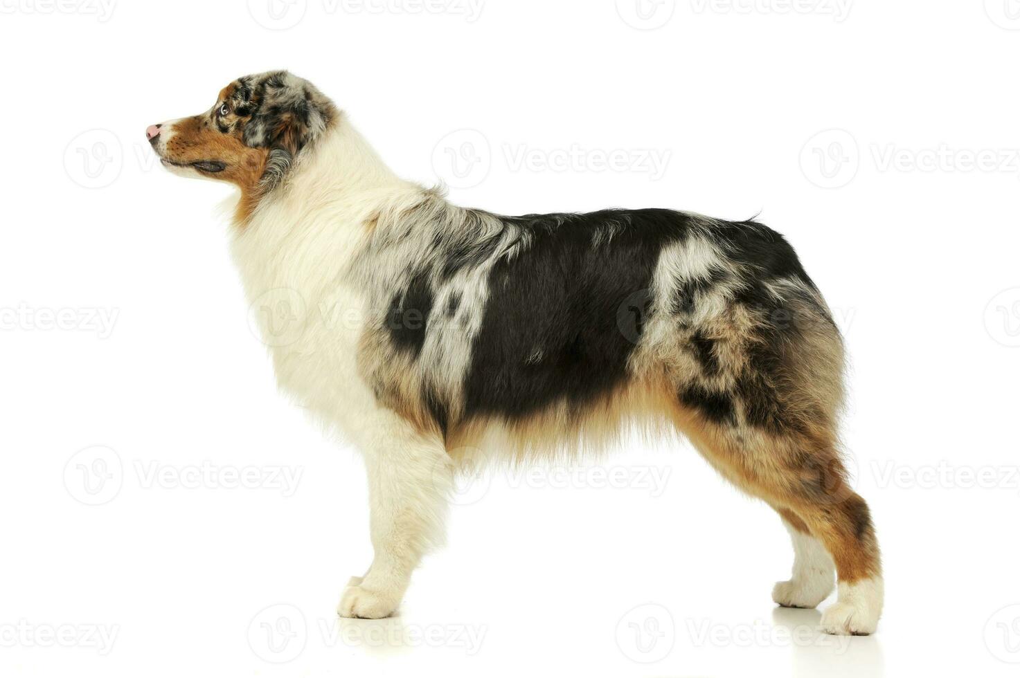 Studio shot of an adorable Australian shepherd photo