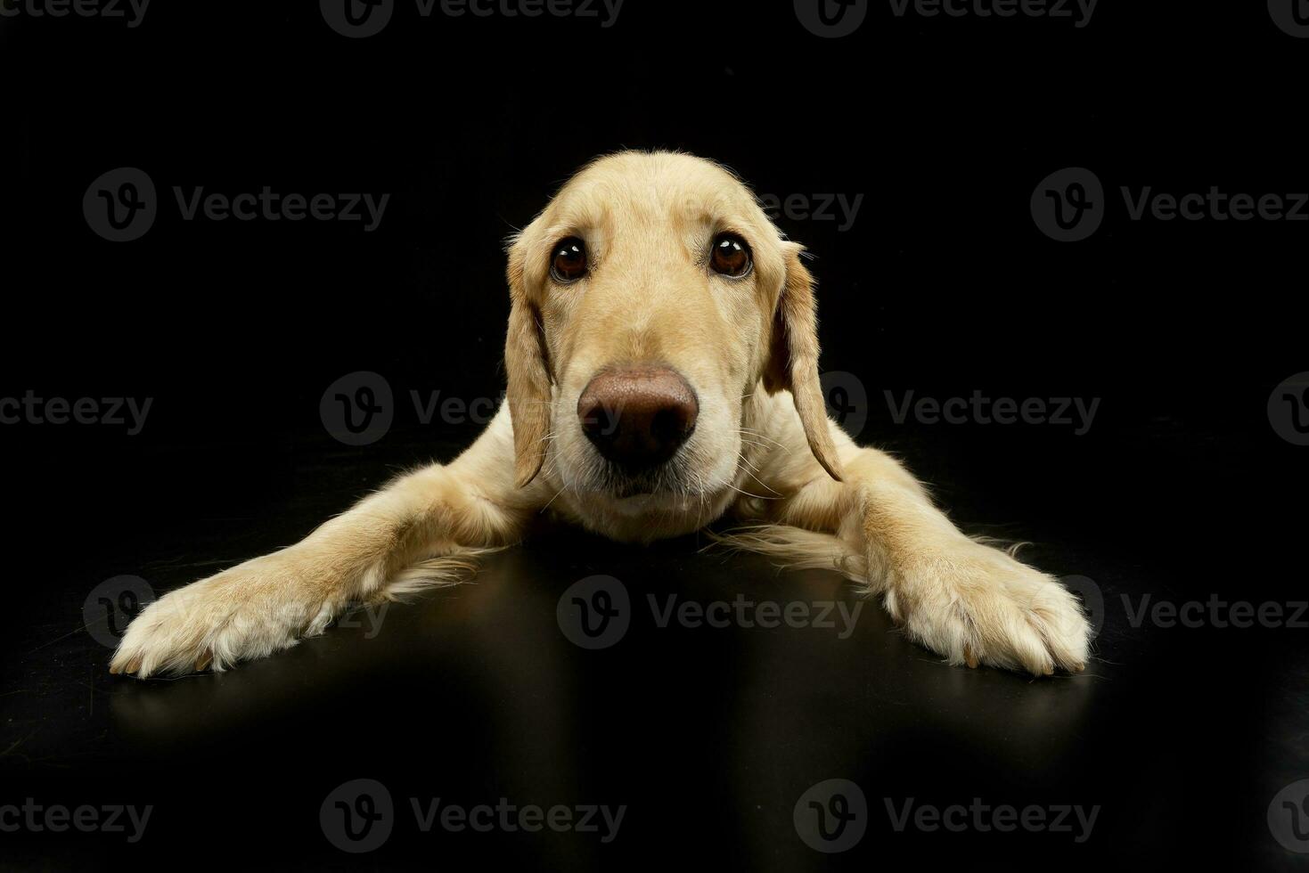 Studio shot of an adorable mixed breed dog photo