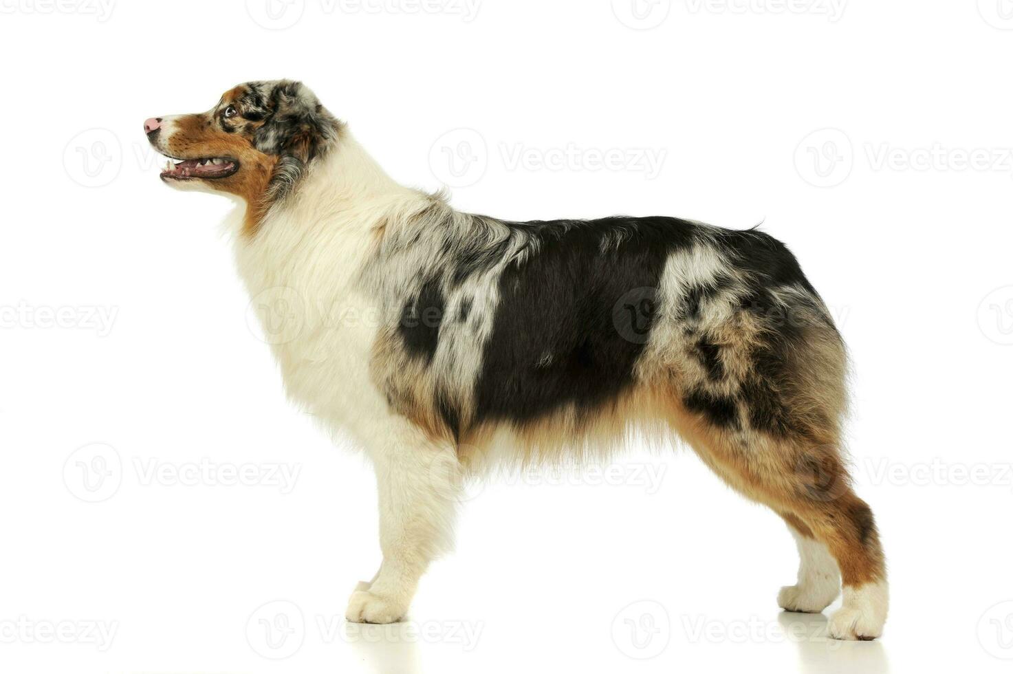 Studio shot of an adorable Australian shepherd photo