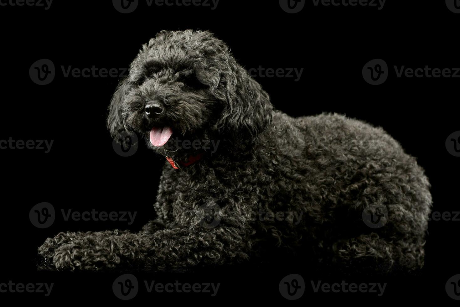 Studio shot of an adorable lagotto photo