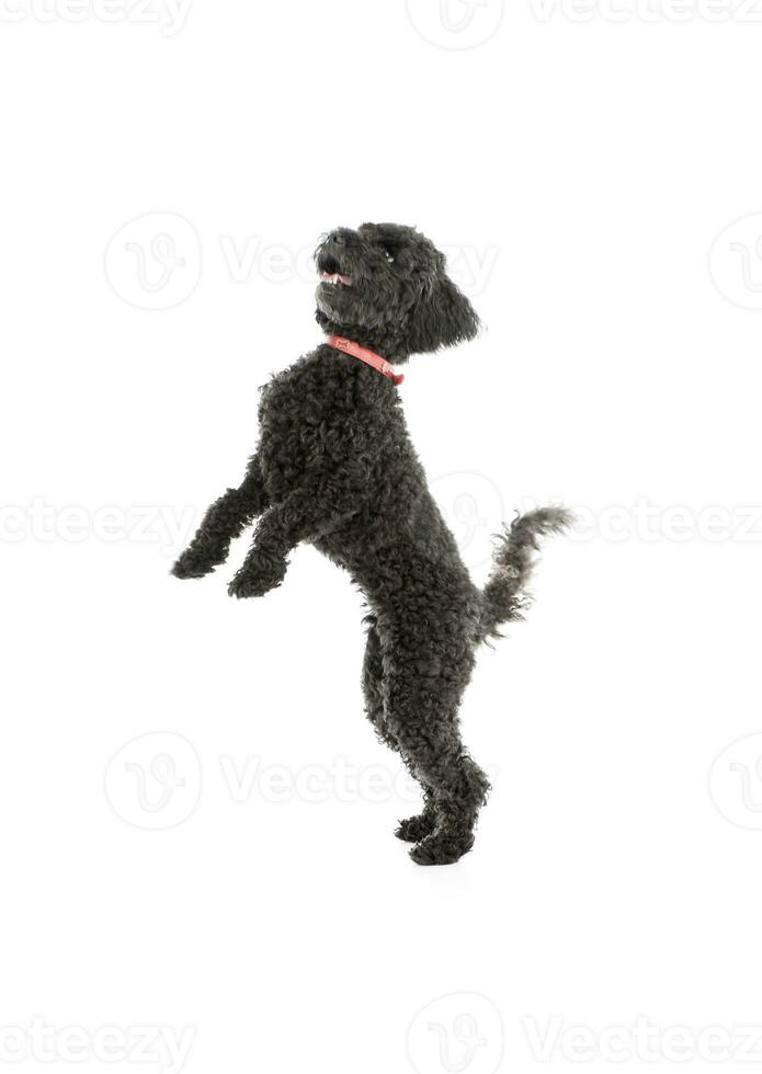 Studio shot of an adorable lagotto photo