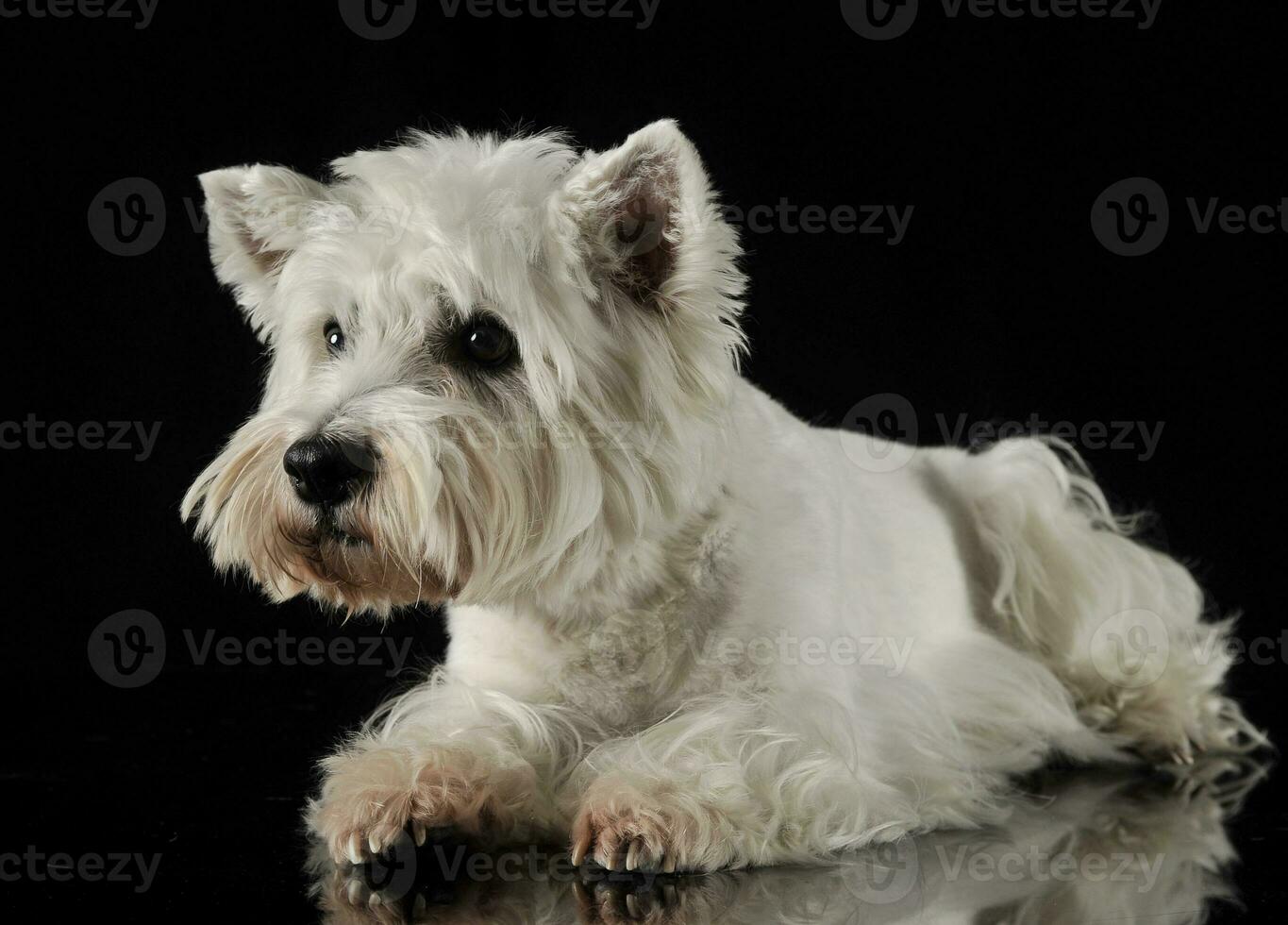 West Highland White Terrier lying in the dark studio photo