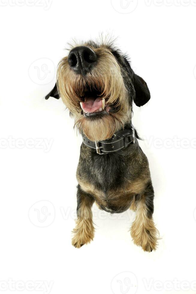 Wide angle shot of an adorable Dachshund photo