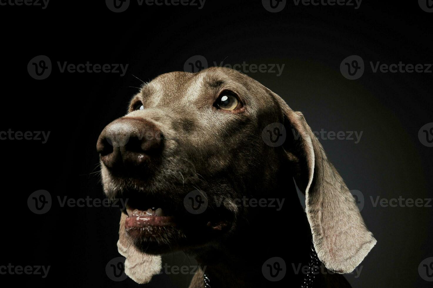 Portrait of an adorable Weimaraner dog looking up curiously photo