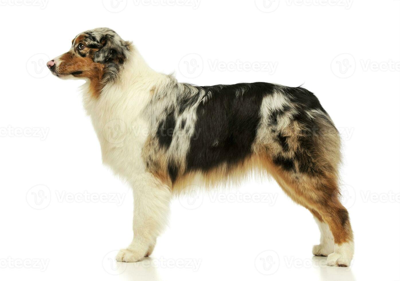 Studio shot of an adorable Australian shepherd photo