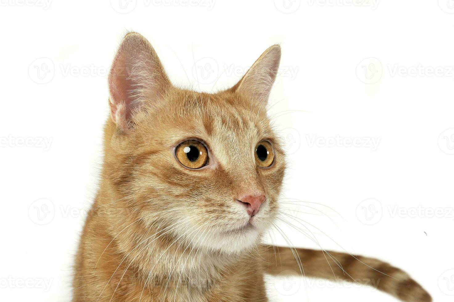 Portrait of an adorable domestic cat looking curiously photo