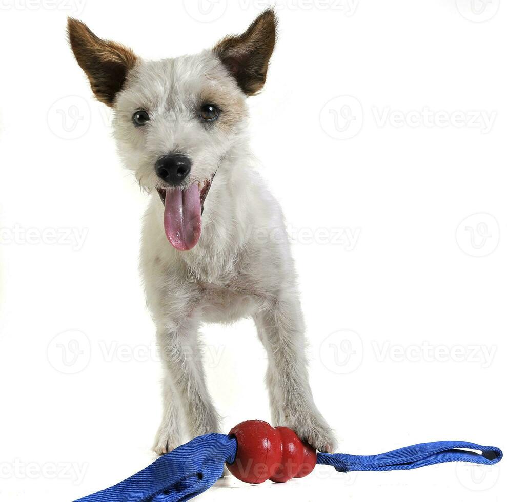 Jack Russell Terrier portrait in white background photo
