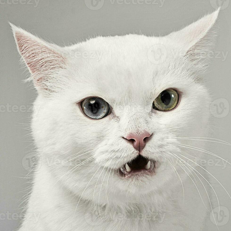 Angry cat looking into the camera in studio photo