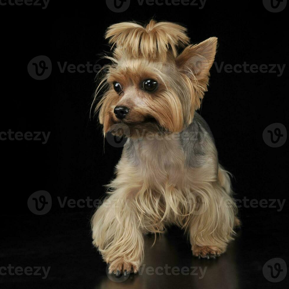 Yorkshire Terrier staying in the dark studio photo