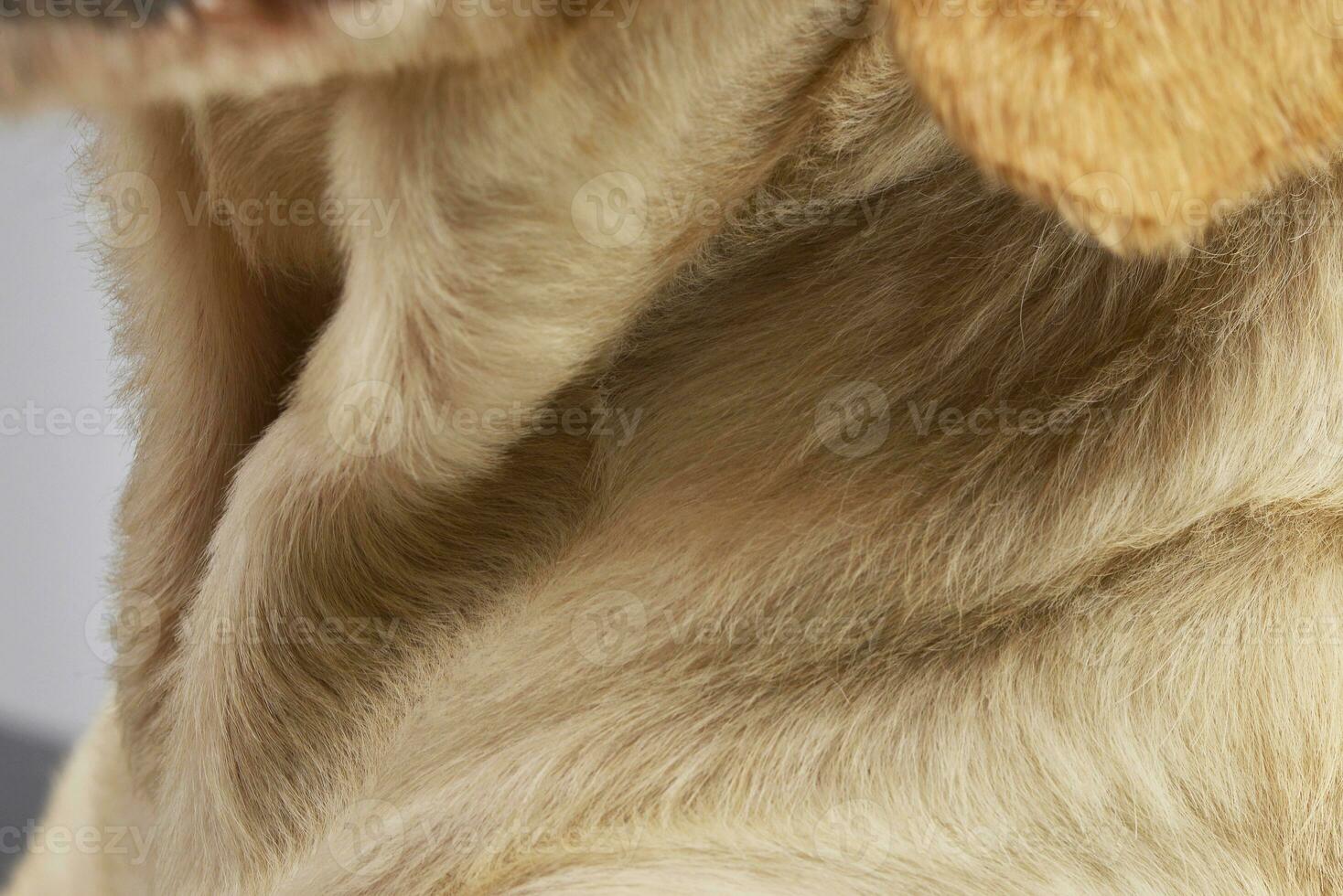 Close studio shot of a mixed breed dog's neck photo