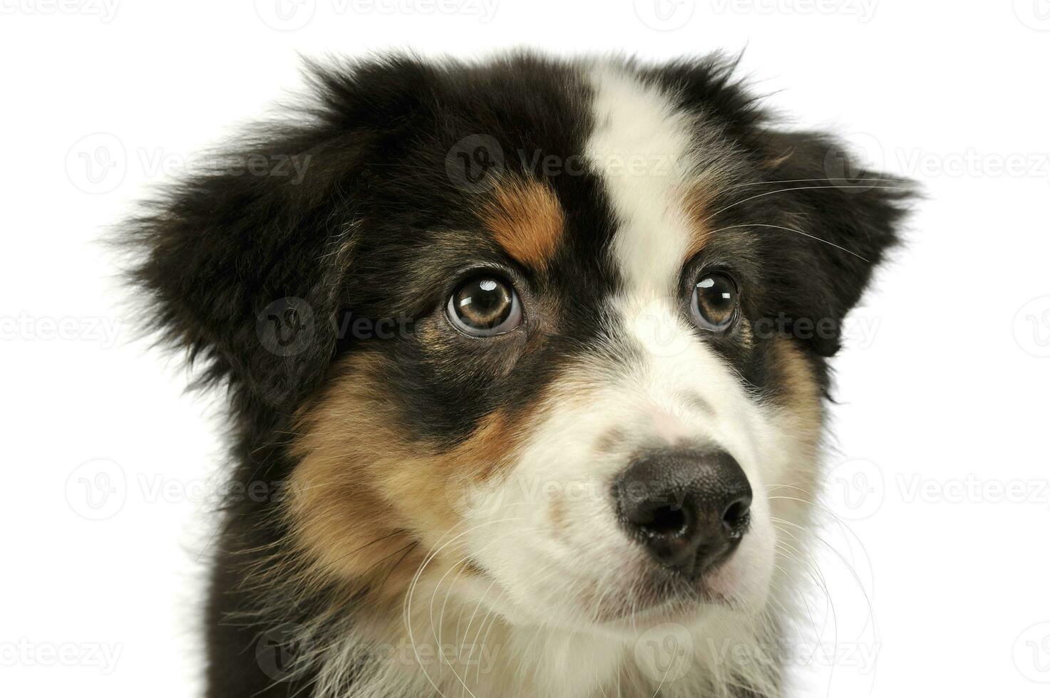 Portrait of an adorable Australian shepherd puppy photo