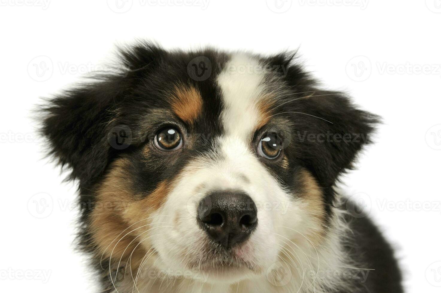 Portrait of an adorable Australian shepherd puppy photo