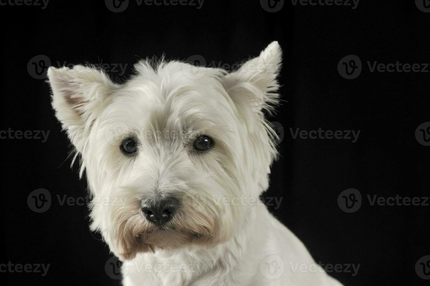 Oeste tierras altas blanco terrier retrato en el oscuro estudio foto