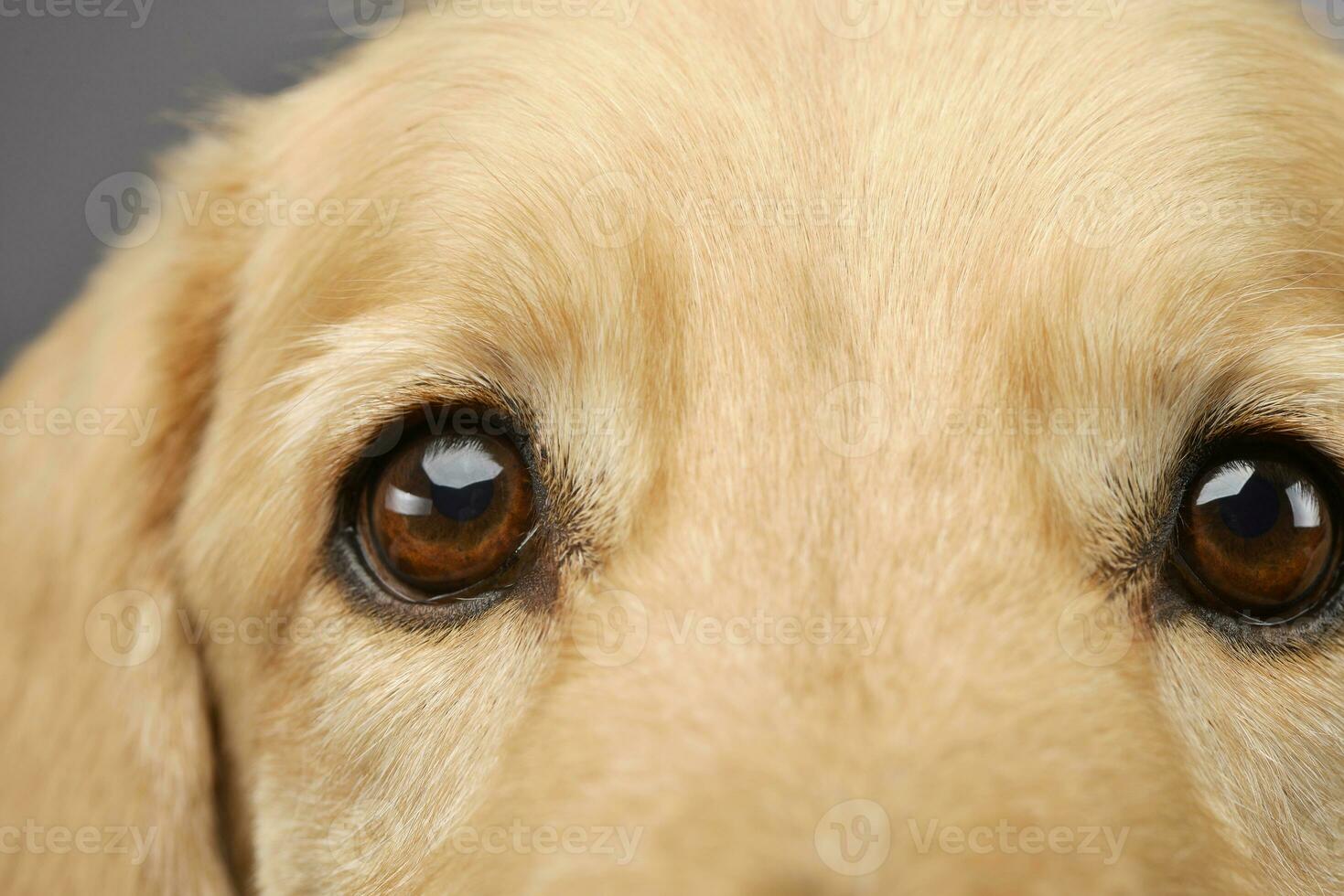 Portrait of an adorable mixed breed dog photo