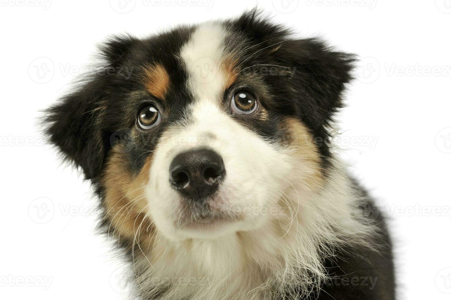 Portrait of an adorable Australian shepherd puppy photo