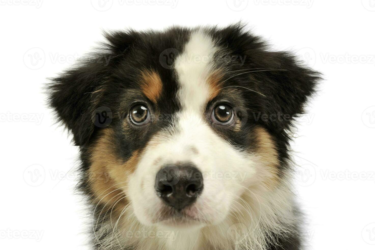 Portrait of an adorable Australian shepherd puppy photo