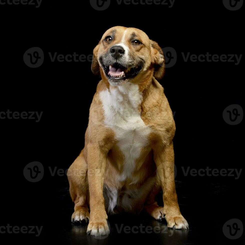 Studio shot of an adorable Staffordshire Terrier photo