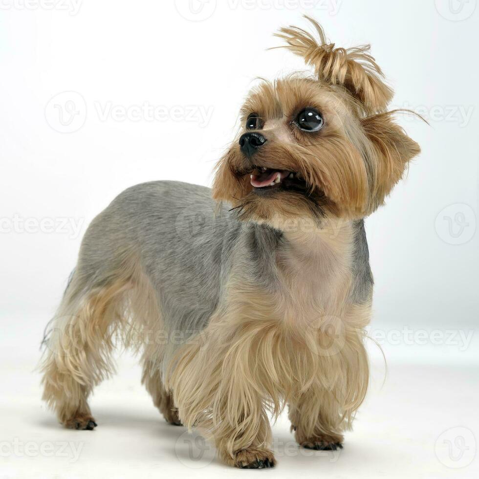 Yorkshire Terrier staying in the dtudio photo
