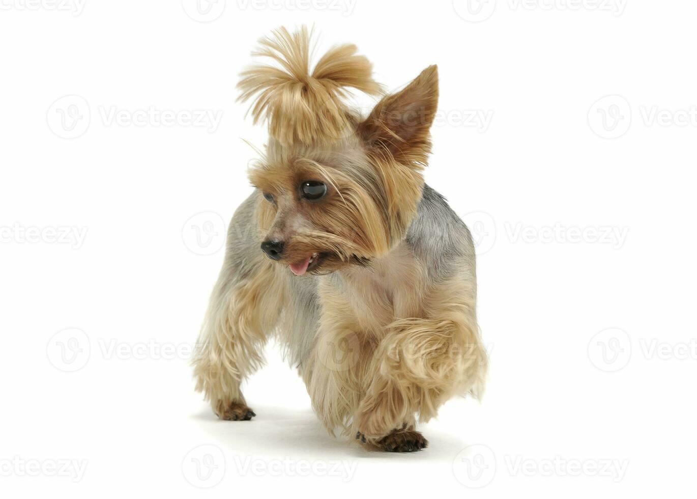 Studio shot of an adorable Yorkshire Terrier standing with funny ponytail photo