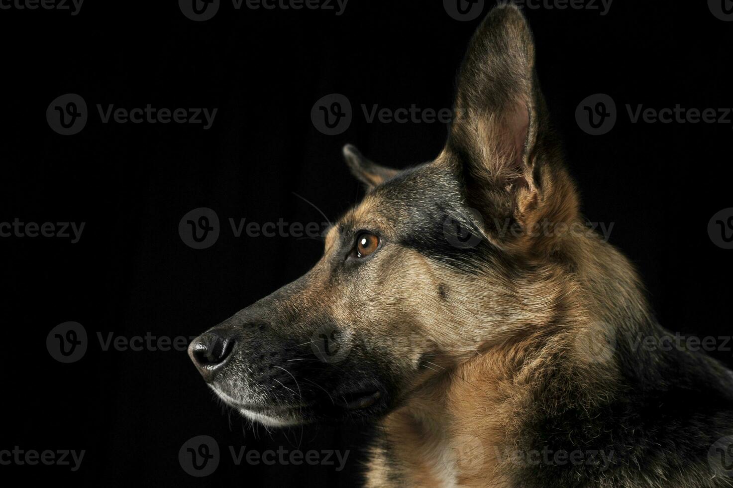 German shepherd portrait in the dark studio photo