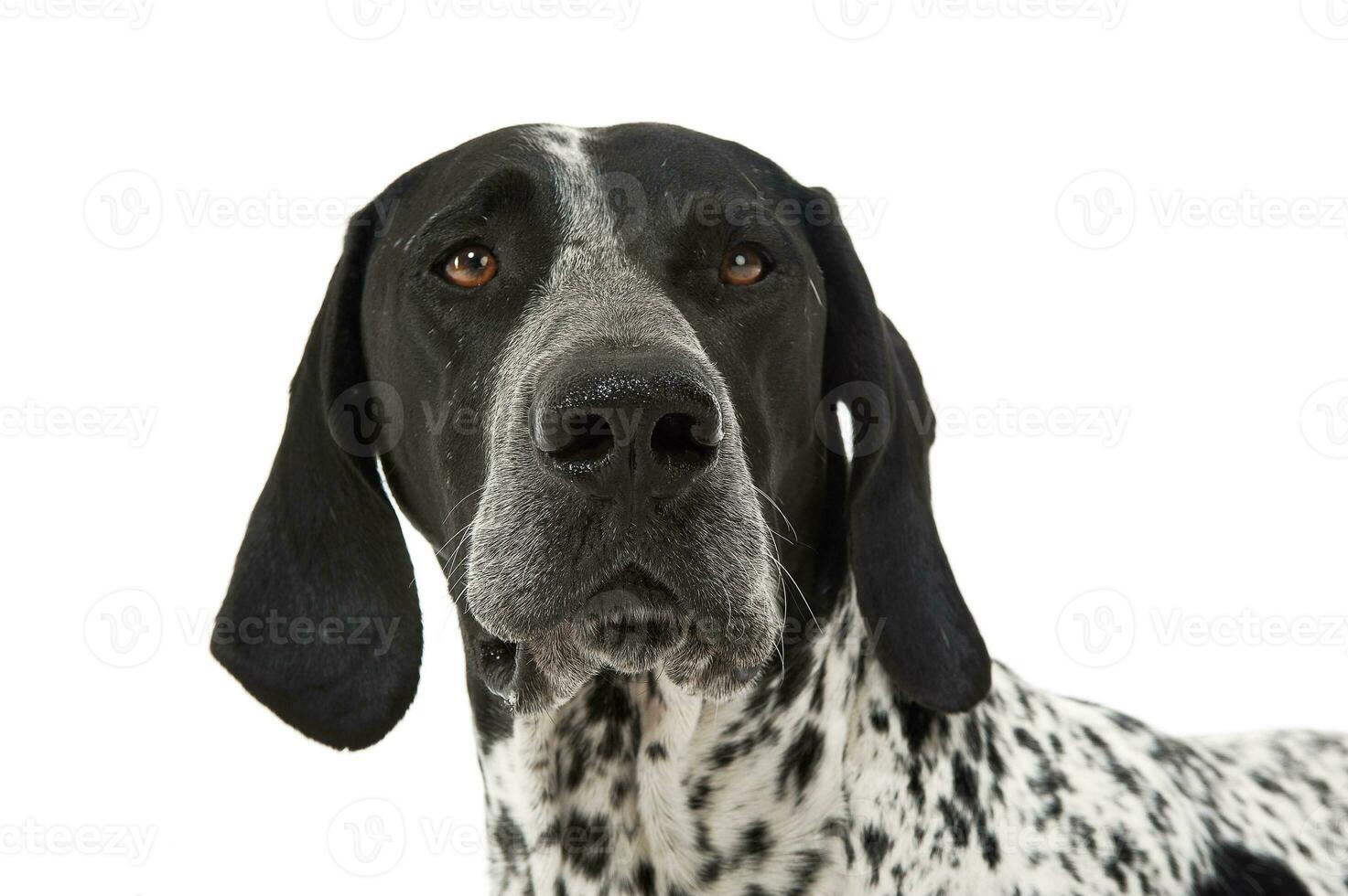 German Pointer portrait in a white studio photo