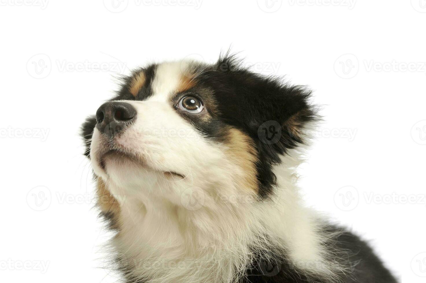 retrato de un adorable australiano pastor perrito foto