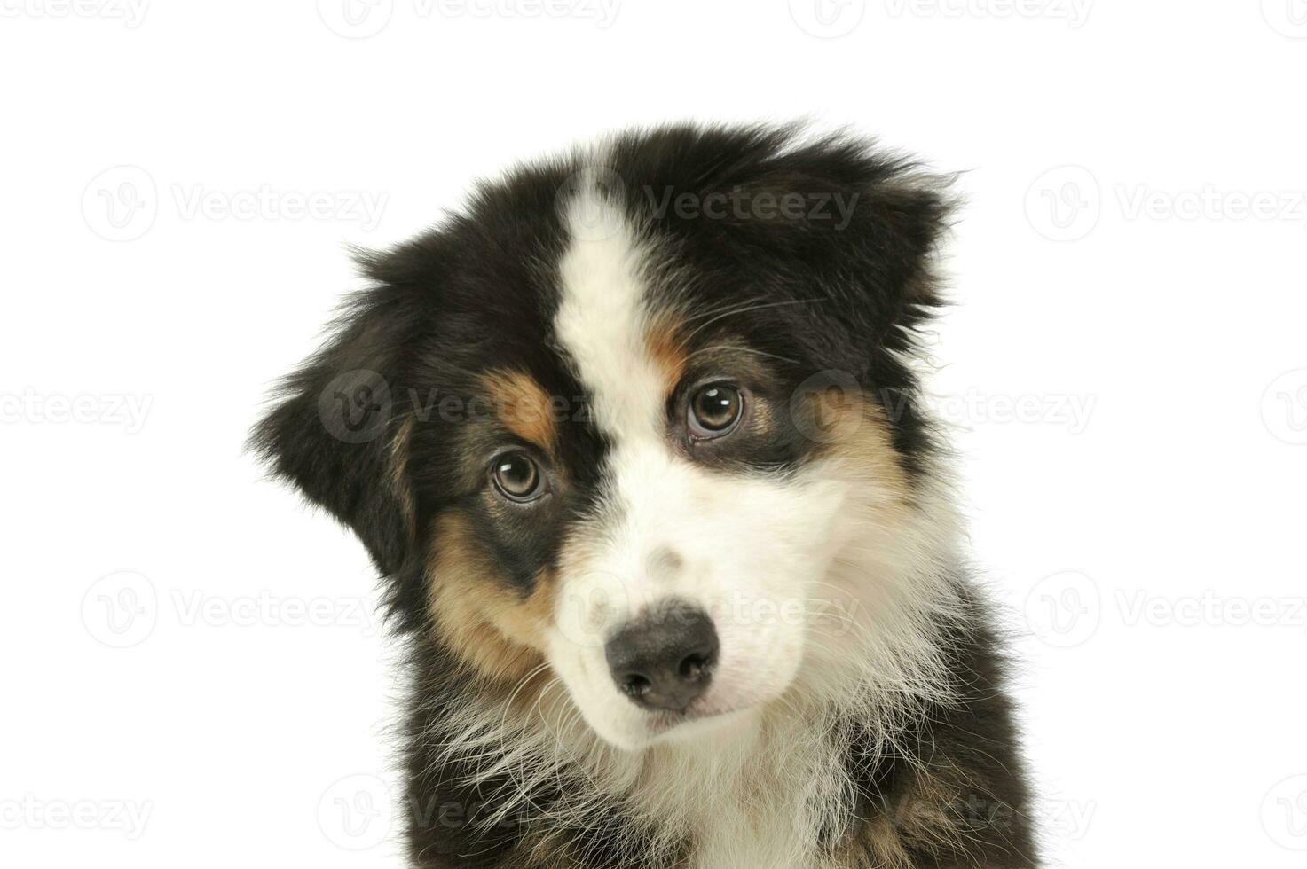 Portrait of an adorable Australian shepherd puppy photo