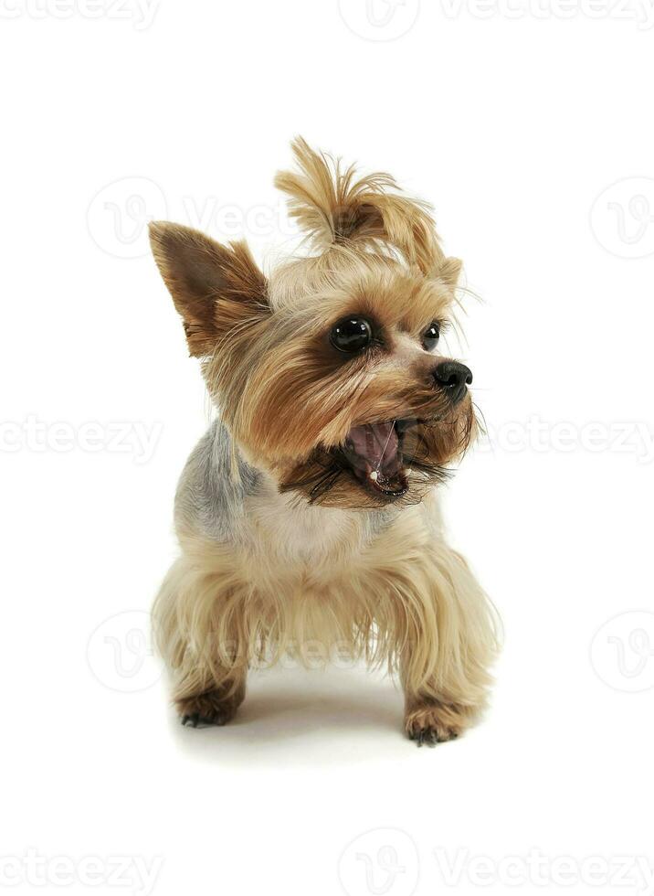 Studio shot of an adorable Yorkshire Terrier standing and looking funny with ponytail photo