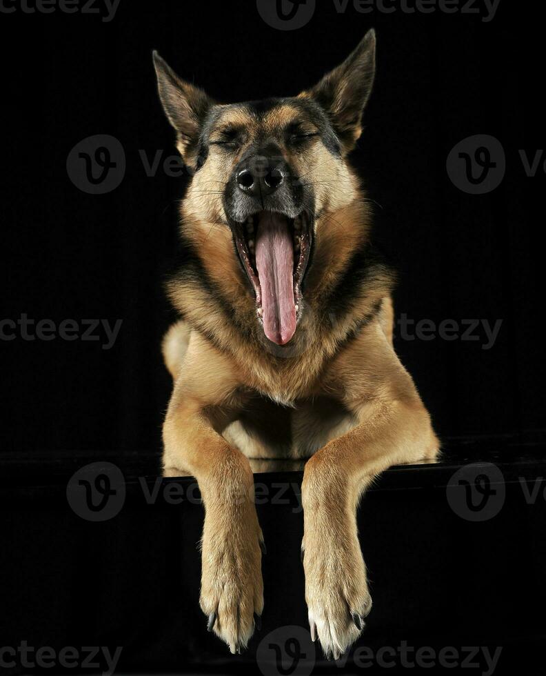 German shepherd yawn in the dark studio photo