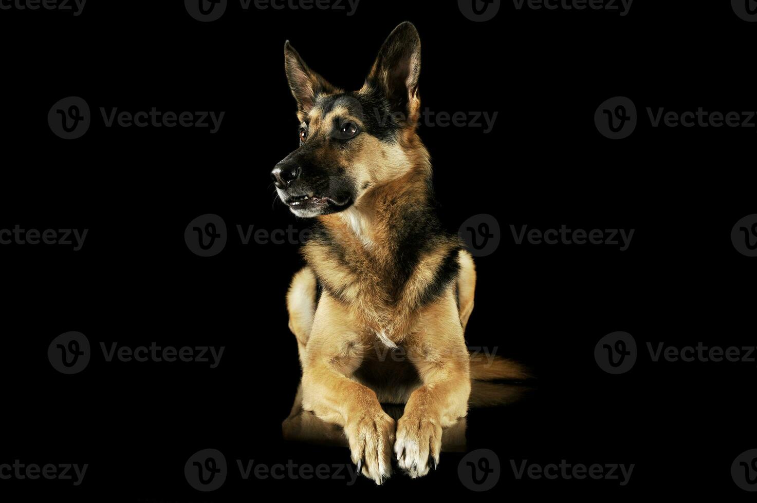 Studio shot of an adorable German shepherd photo