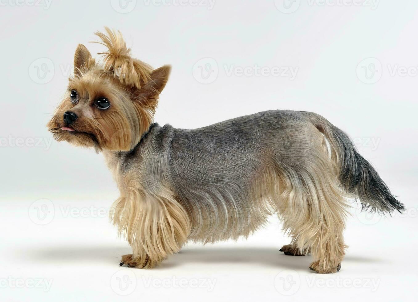 Yorkshire Terrier staying in the dtudio photo