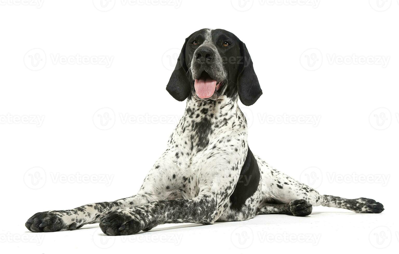 German Pointer lying on the white studio floor and looking into the camera photo