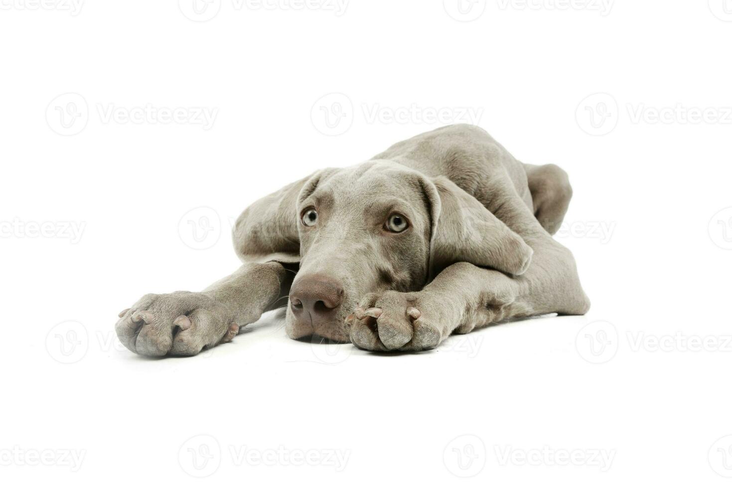 Studio shot of a beautiful Weimaraner photo