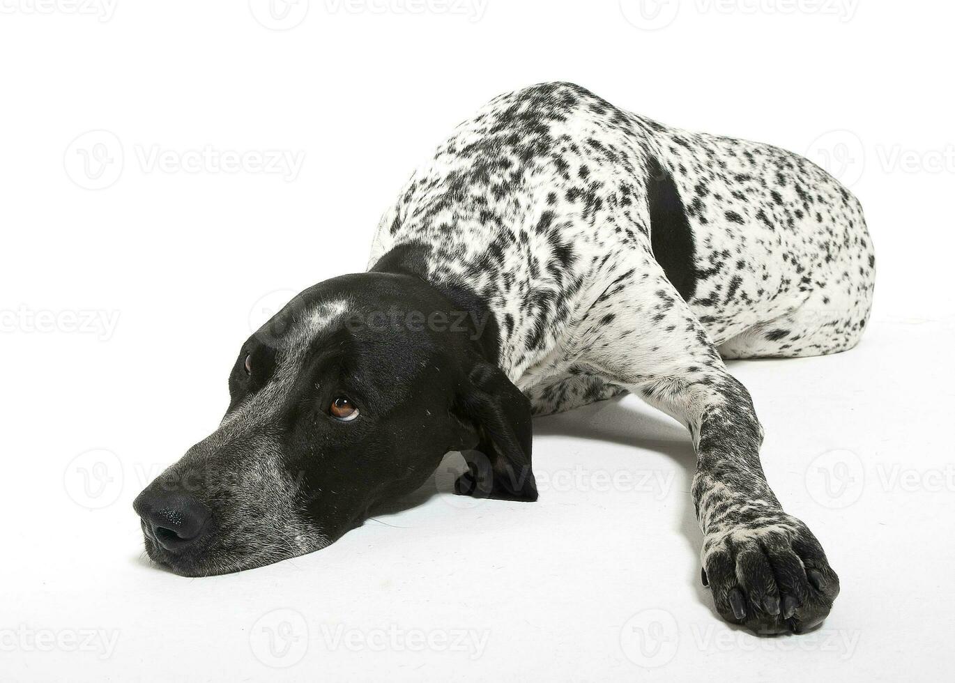 German Pointer lying on the white studio floor photo