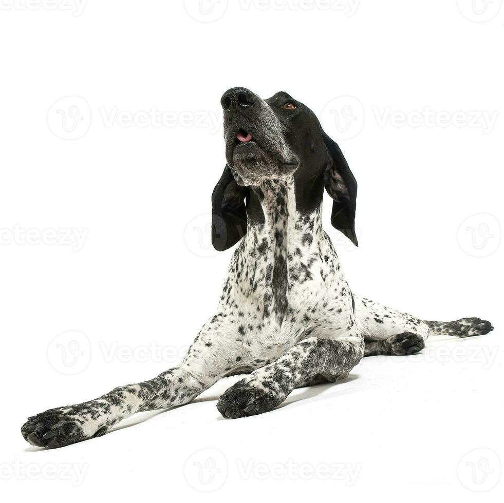 German Pointer lying on the white studio floor and looking up photo