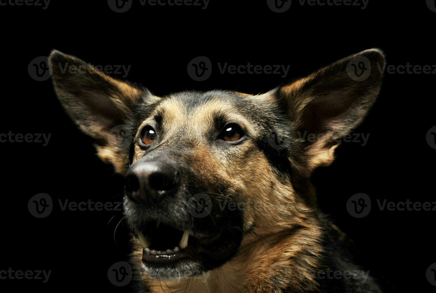 Portrait of an adorable German shepherd photo