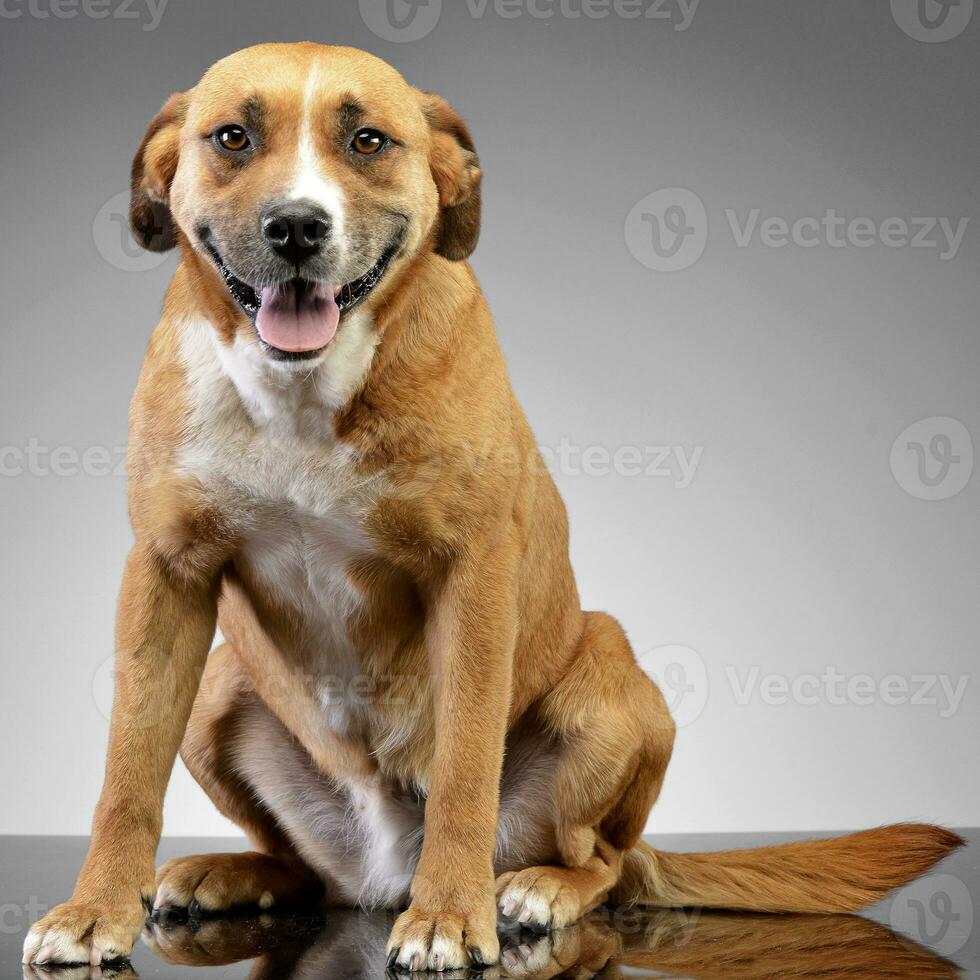 Studio shot of an adorable Staffordshire Terrier photo