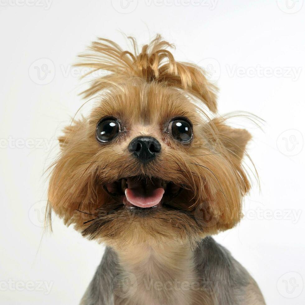 Yorkshire Terrier in white background with open mouth photo