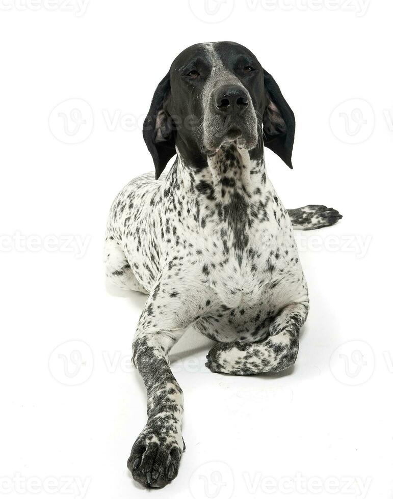 German Pointer lying in the white studio floor photo