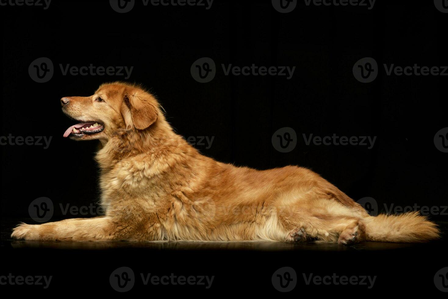 Studio shot of a cute Hovawart puppie photo