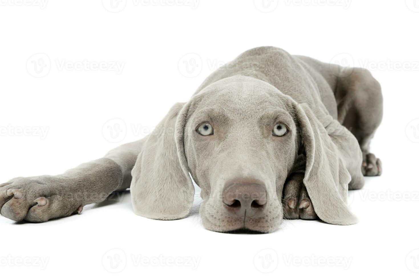 Studio shot of a beautiful Weimaraner photo