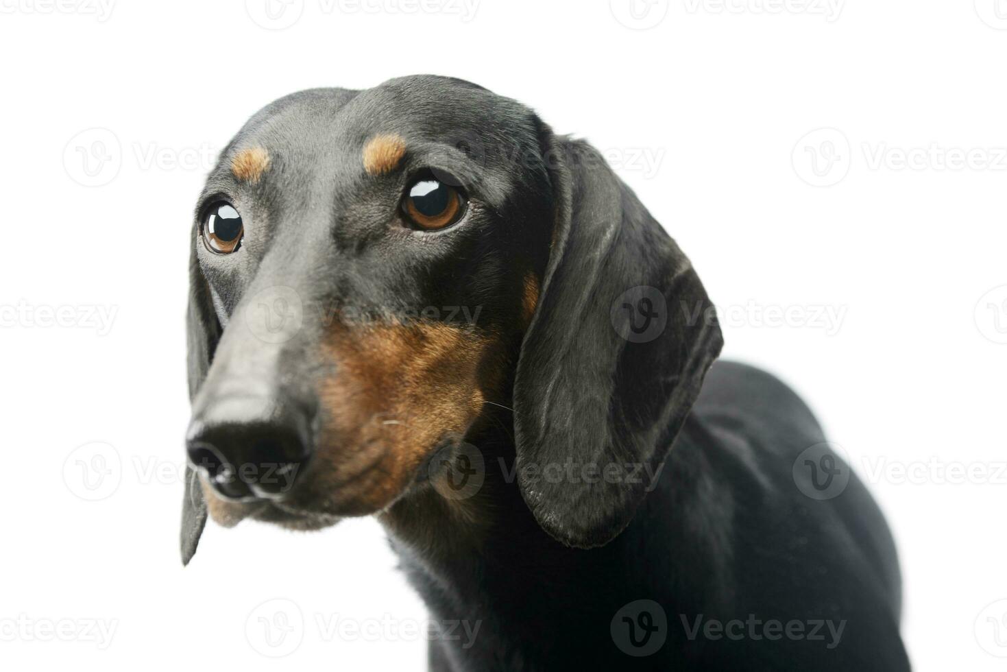 Portrait of a lovely Dachshund photo