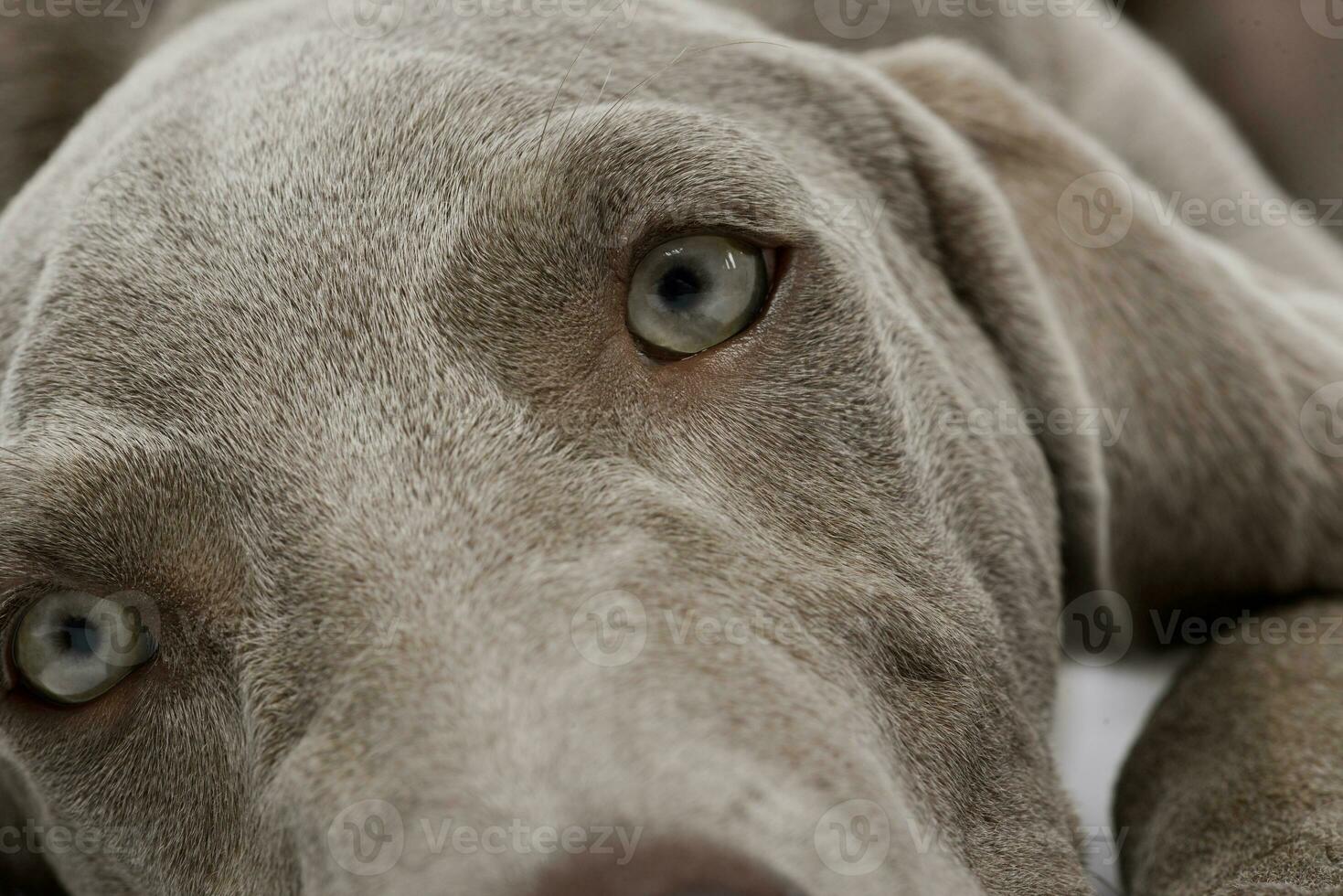 Portrait of a beautiful Weimaraner photo
